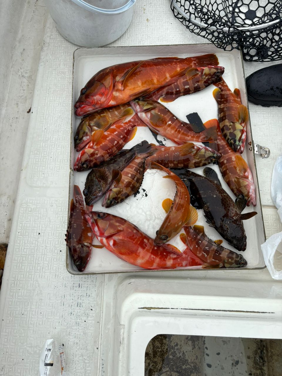 浅海さんの釣果 2枚目の画像