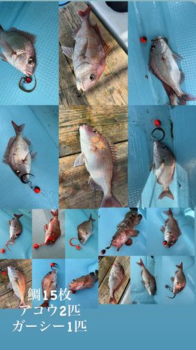 マダイの釣果