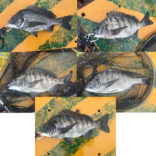 クロダイの釣果