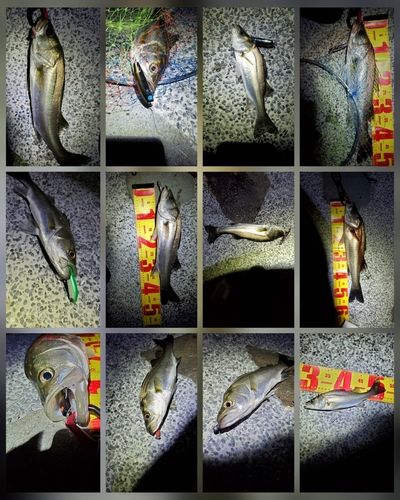 フッコ（マルスズキ）の釣果