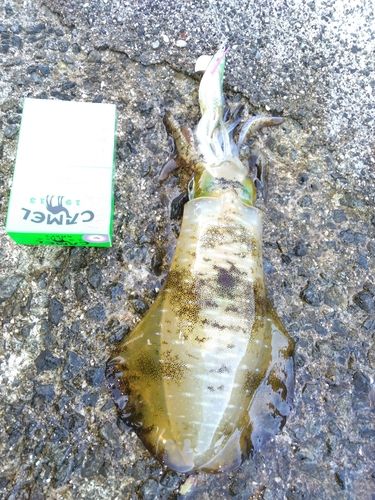 アオリイカの釣果