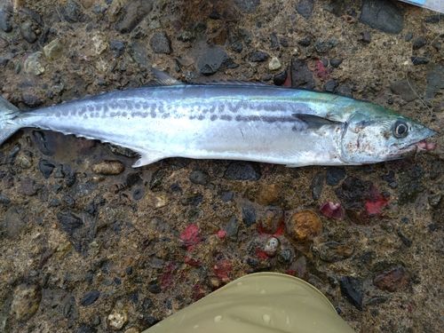 サゴシの釣果