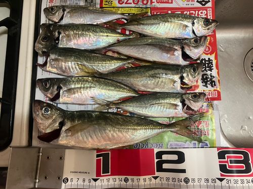アジの釣果