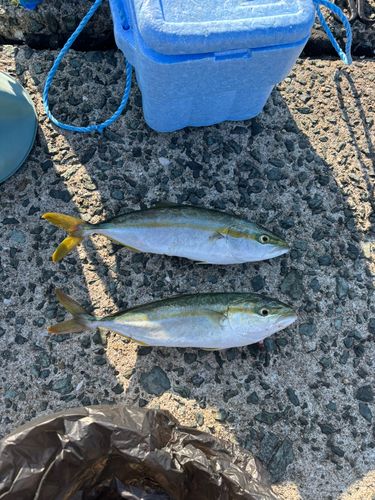 ヒラマサの釣果