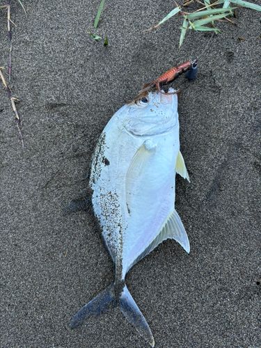 メッキの釣果