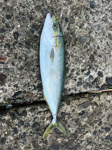 ツバイソの釣果
