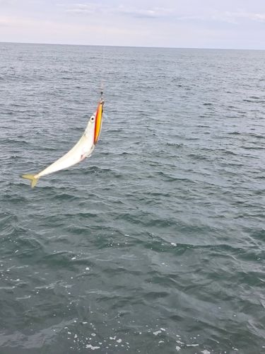 マサバの釣果