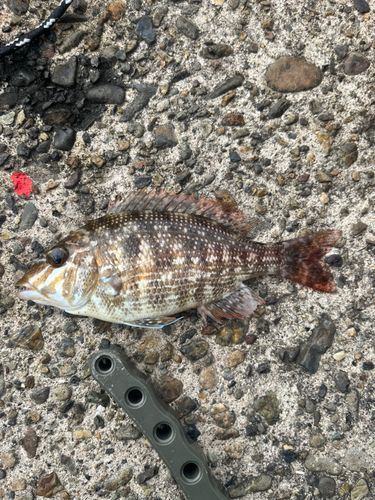 フエフキダイの釣果