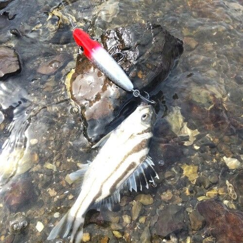 コトヒキの釣果