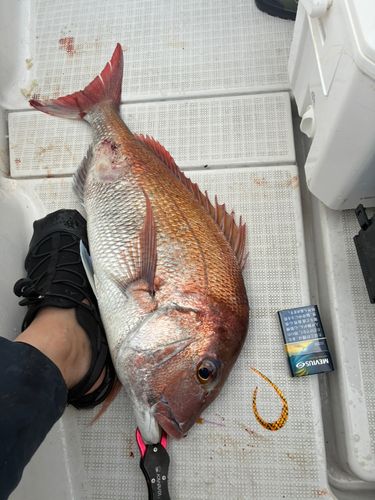 マダイの釣果