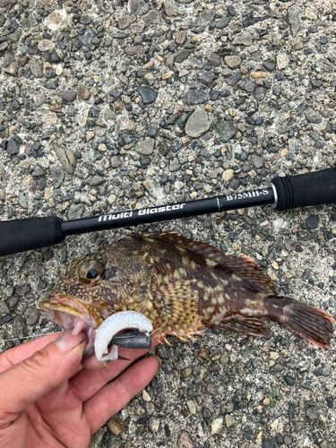 ガシラの釣果