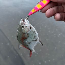 カイワリ