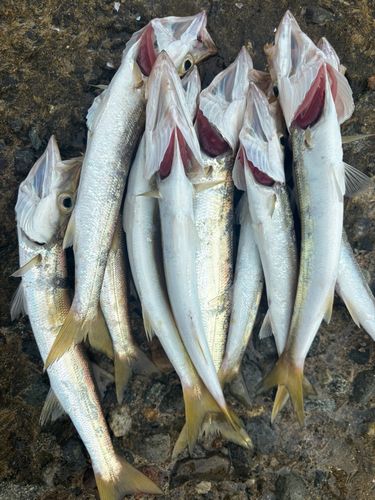 カマスの釣果