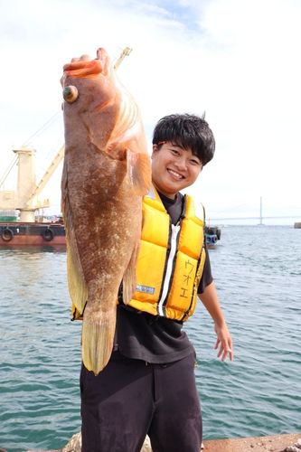 アコウの釣果