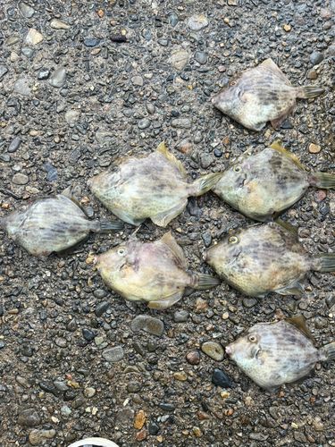 カワハギの釣果