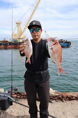 マダイの釣果