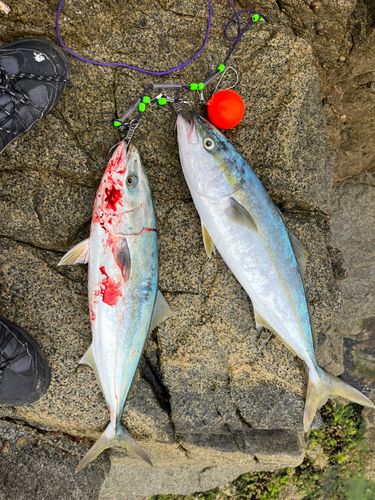 ワカシの釣果