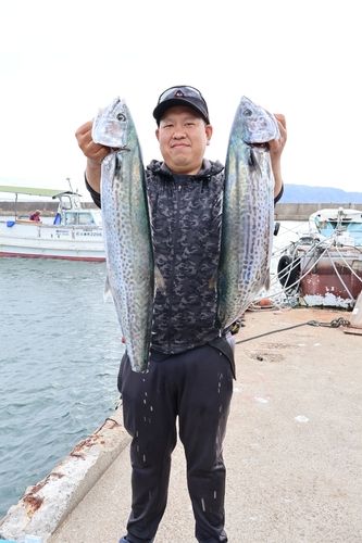 サワラの釣果
