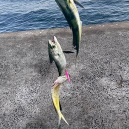 シイラ