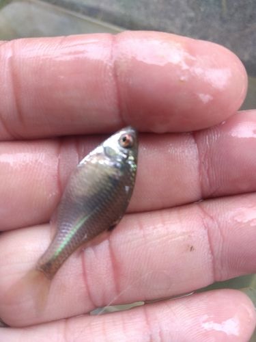 タイリクバラタナゴの釣果