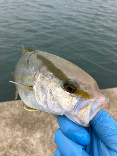 ショゴの釣果