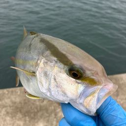 ショゴ