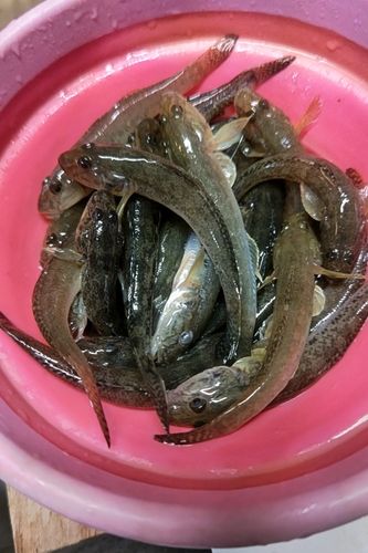 衣浦湾