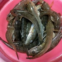 ハゼ