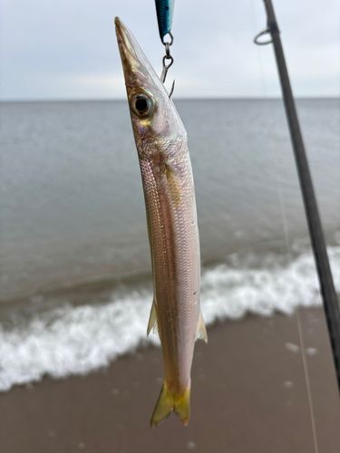カマスの釣果