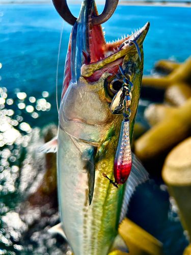 サゴシの釣果