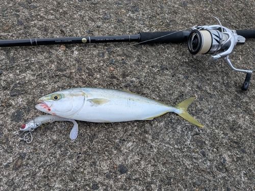 ワカシの釣果