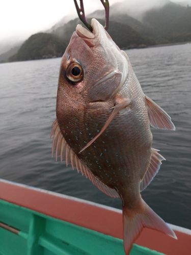 タイの釣果
