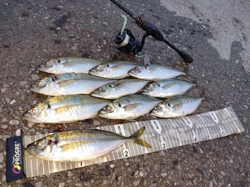 アジの釣果