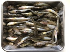 マハゼの釣果