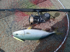 フクラギの釣果