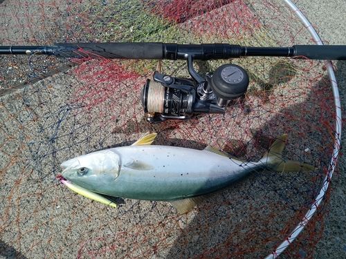 フクラギの釣果