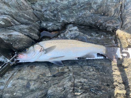 ヒラスズキの釣果
