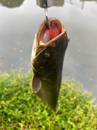 ナマズの釣果
