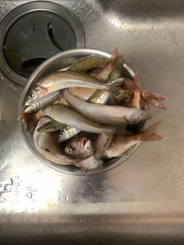 キスの釣果