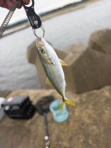 ワカシの釣果