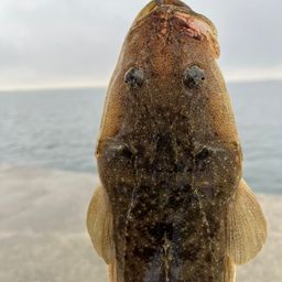 マゴチ