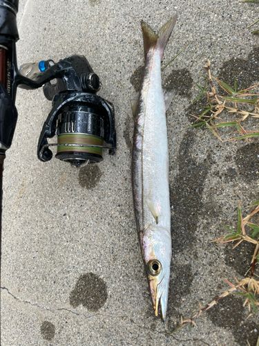 ヤマトカマスの釣果