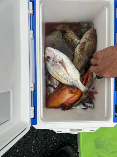 マダイの釣果