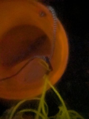 キジハタの釣果