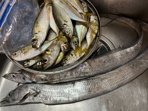 マアジの釣果