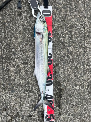 サゴシの釣果