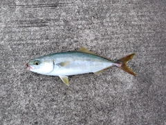 コゾクラの釣果