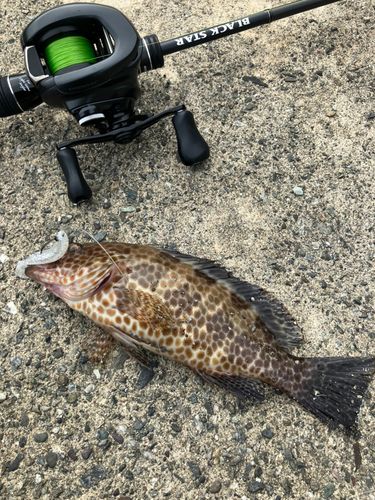 オオモンハタの釣果