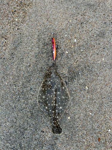 ソゲの釣果