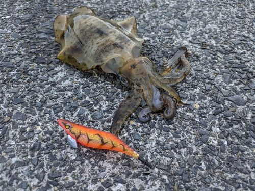 アオリイカの釣果